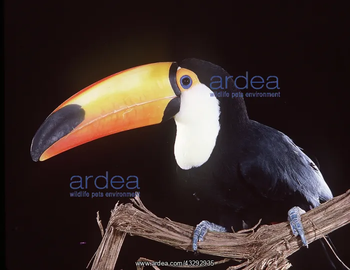 : TOCO TOUCAN : TOCO TOUCAN