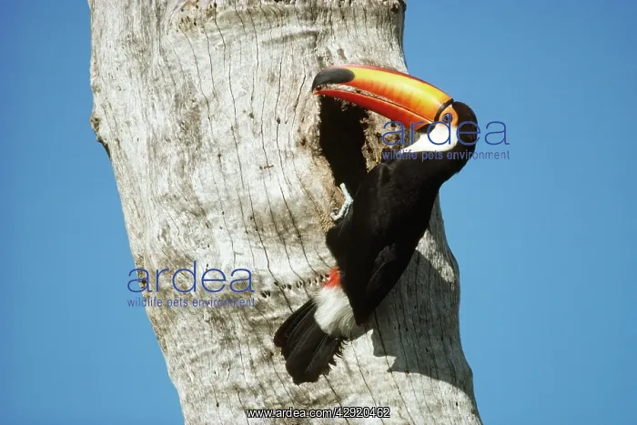 : TOCO TOUCAN - with berry in beak, at tree : TOCO TOUCAN - with berry in beak, at tree