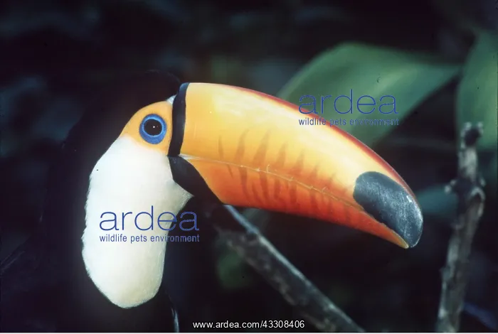 : TOCO TOUCAN - close-up of head and bill : TOCO TOUCAN - close-up of head and bill