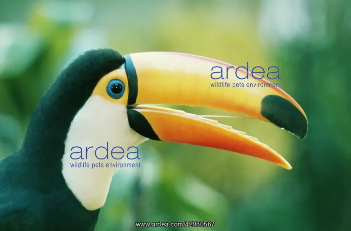 : Toco TOUCAN - close-up of head, side view : Toco TOUCAN - close-up of head, side view