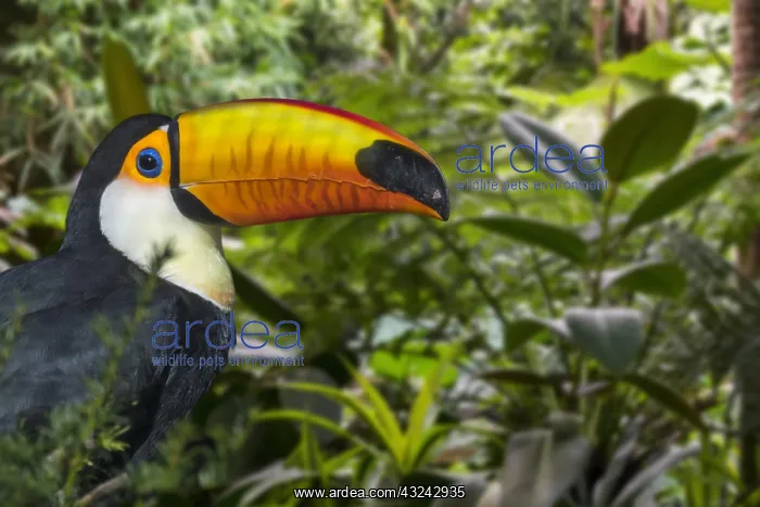 : Toco toucan, common toucan (Ramphastos toco), giant : Toco toucan, common toucan (Ramphastos toco), giant