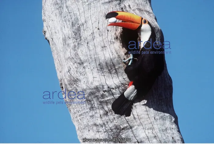 : TOCO TOUCAN - with egg in beak : TOCO TOUCAN - with egg in beak