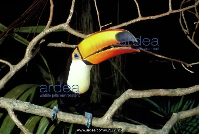 : Toco Toucan - feeding on Jamun berry : Toco Toucan - feeding on Jamun berry