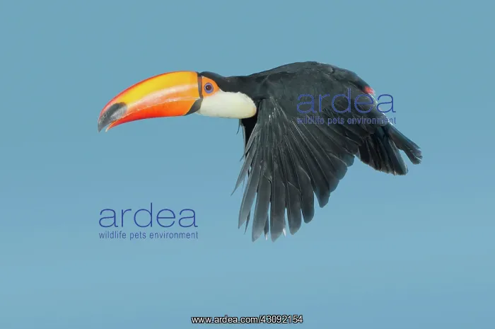 : Toco Toucan in flight : Toco Toucan in flight