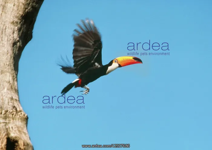 : Toco TOUCAN - flying out of nest hole : Toco TOUCAN - flying out of nest hole