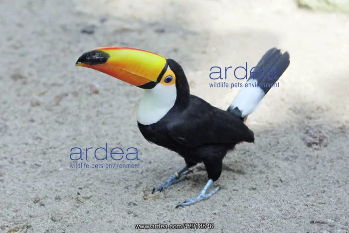: Toco Toucan - on the ground : Toco Toucan - on the ground