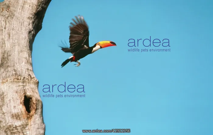 : Toco TOUCAN - leaving nest hole : Toco TOUCAN - leaving nest hole