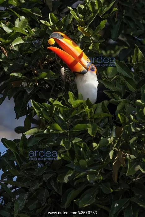 : Toco toucan, Mato Grosso, Pantanal, Brazil : Toco toucan, Mato Grosso, Pantanal, Brazil