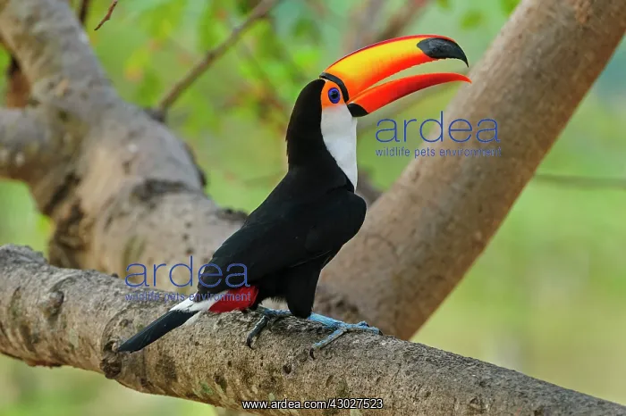  : Toco Toucan, Pantanal Wetlands, Mato Grosso, Brazil