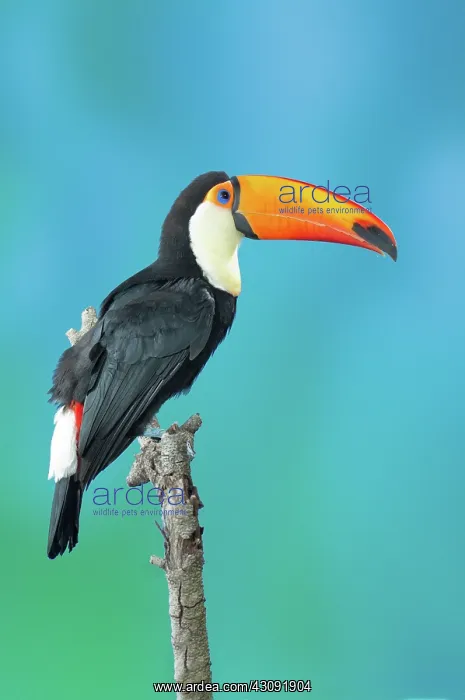 : Toco Toucan Perched : Toco Toucan Perched