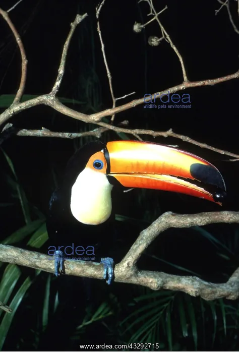 : TOCO TOUCAN - perched on branch, feeding on Jamoon berry : TOCO TOUCAN - perched on branch, feeding on Jamoon berry