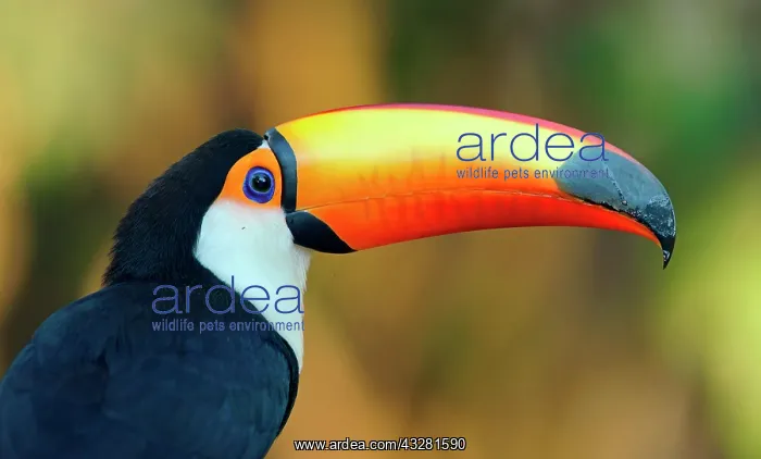 : Toco toucan (Ramphastos toco), animal portrait : Toco toucan (Ramphastos toco), animal portrait