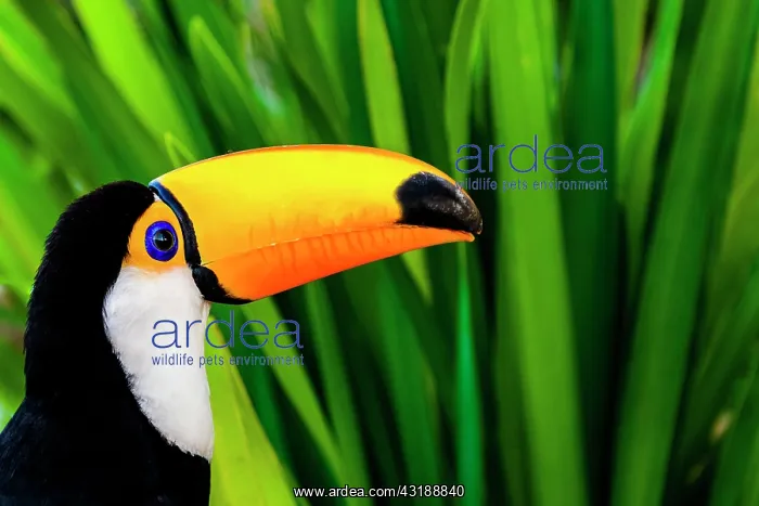 : Toco Toucan (Ramphastos toco), Atlantic Forest : Toco Toucan (Ramphastos toco), Atlantic Forest