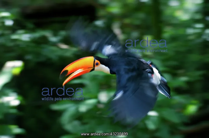 : Toco Toucan (Ramphastos toco) flying through : Toco Toucan (Ramphastos toco) flying through