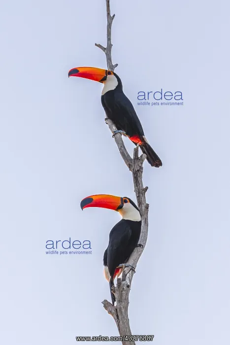 : Toco Toucan (Ramphastos toco) pair displaying i : Toco Toucan (Ramphastos toco) pair displaying i