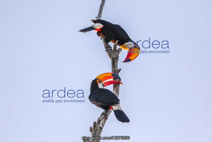 : Toco Toucan (Ramphastos toco) pair displaying i : Toco Toucan (Ramphastos toco) pair displaying i