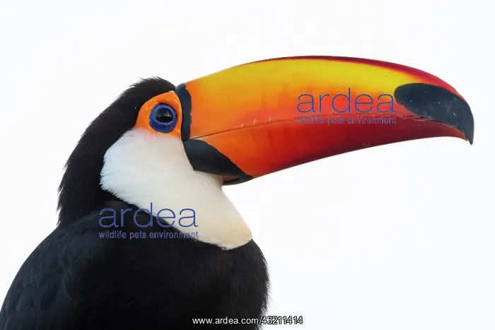 : Toco toucan (Ramphastos toco), Pantanal, Mato Grosso : Toco toucan (Ramphastos toco), Pantanal, Mato Grosso