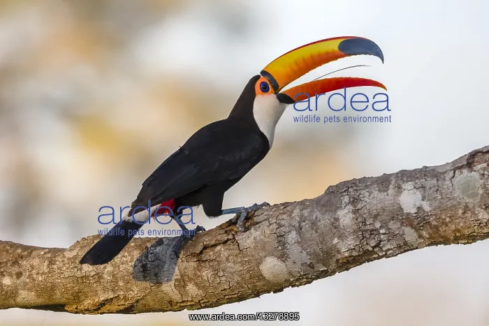: Toco Toucan (Ramphastos toco) perched on tree b : Toco Toucan (Ramphastos toco) perched on tree b