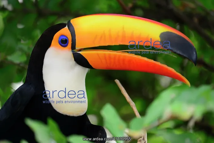 : Toco toucan (Ramphastos toco) sitting in the dense : Toco toucan (Ramphastos toco) sitting in the dense