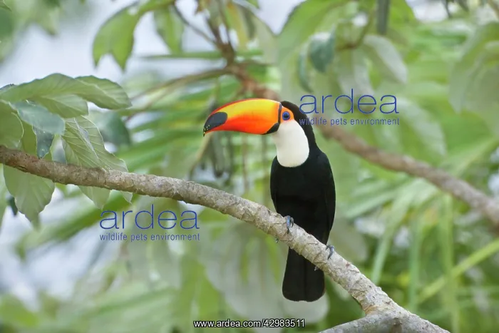 : Toco Toucan - single adult sitting on a Cecropia tree : Toco Toucan - single adult sitting on a Cecropia tree
