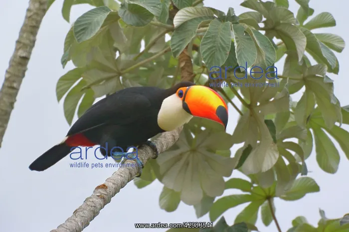 : Toco Toucan - single adult sitting on a Cecropia tree : Toco Toucan - single adult sitting on a Cecropia tree