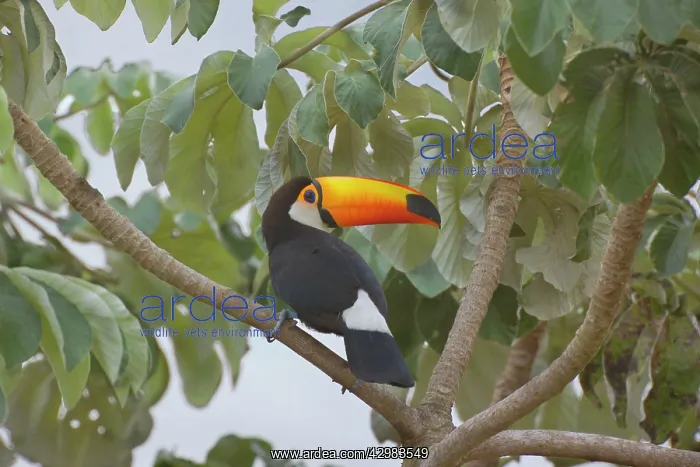 : Toco Toucan - single adult sitting on a Cecropia tree : Toco Toucan - single adult sitting on a Cecropia tree