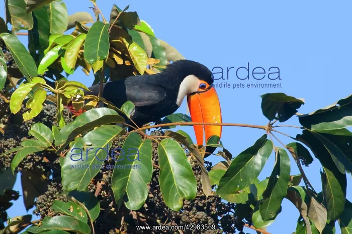 : Toco Toucan - single adult sitting on a fruit-laden : Toco Toucan - single adult sitting on a fruit-laden