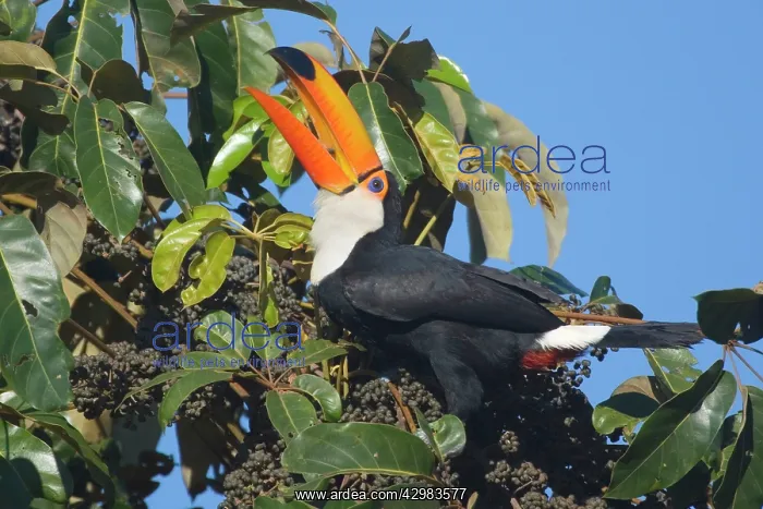 : Toco Toucan - single adult sitting on a fruit-laden : Toco Toucan - single adult sitting on a fruit-laden