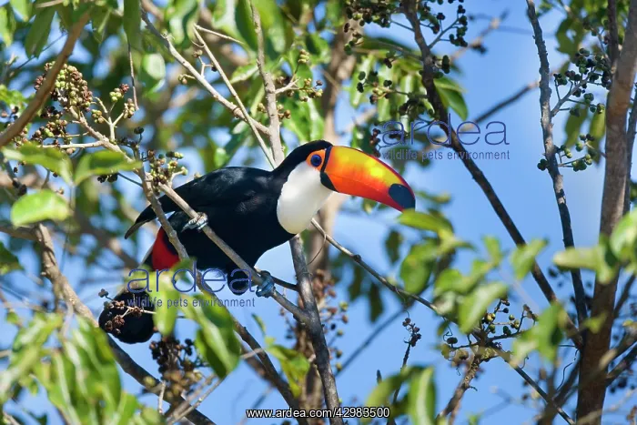 : Toco Toucan - single adult sitting on a fruit-laden tree : Toco Toucan - single adult sitting on a fruit-laden tree