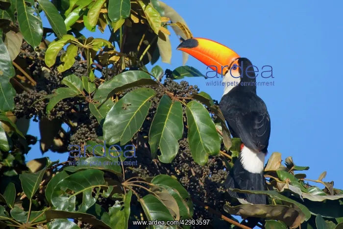 : Toco Toucan - single adult sitting on a fruit-laden tree : Toco Toucan - single adult sitting on a fruit-laden tree