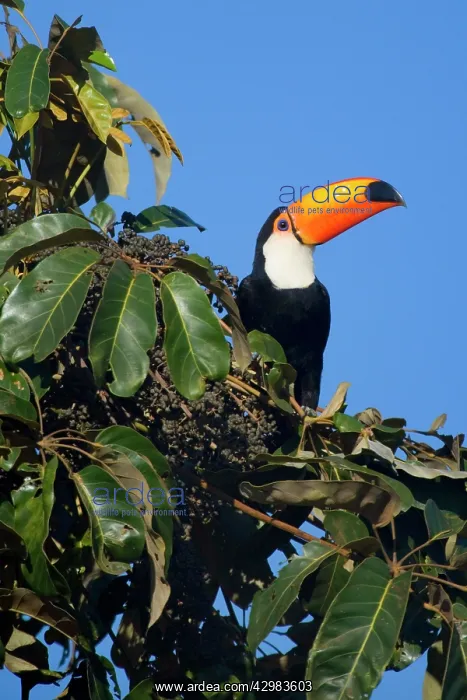 : Toco Toucan - single adult sitting on a fruit-laden tree : Toco Toucan - single adult sitting on a fruit-laden tree