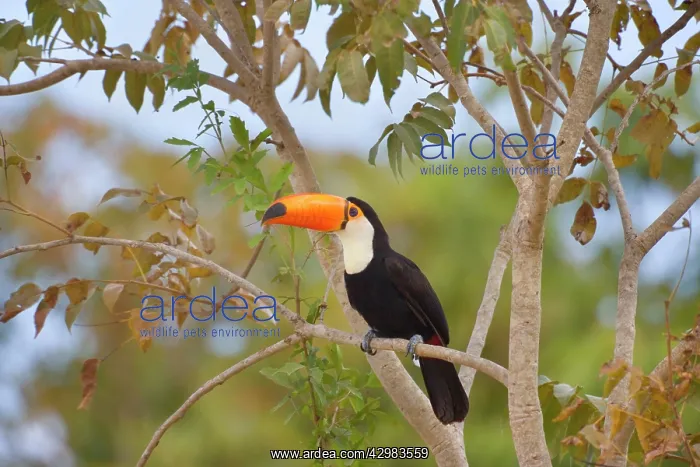 : Toco Toucan - single adult sitting on a tree : Toco Toucan - single adult sitting on a tree