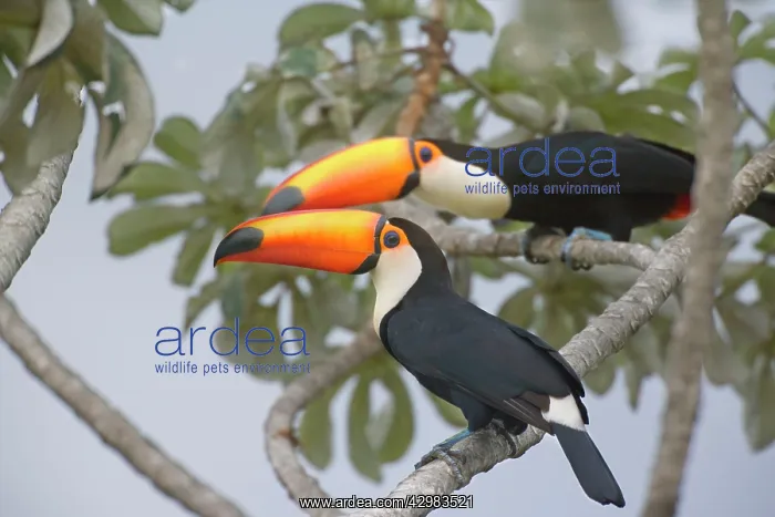 : Toco Toucan - two single adults sitting on a Cecropia tree : Toco Toucan - two single adults sitting on a Cecropia tree