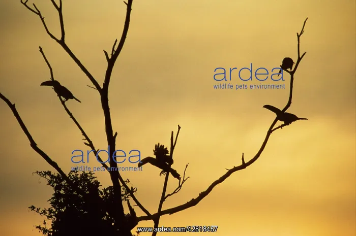 : Toco Toucans - In Tree at Sunset : Toco Toucans - In Tree at Sunset