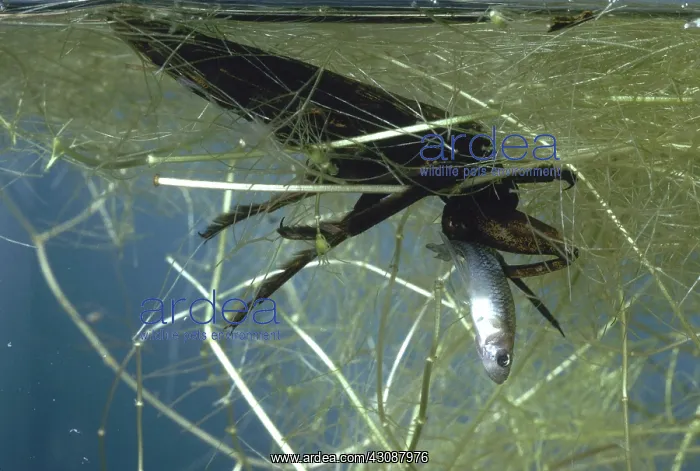 : Toe-biter with Fish : Toe-biter with Fish