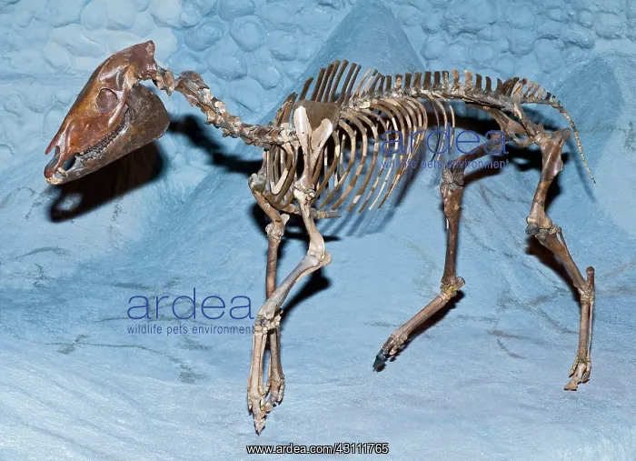: Three Toed Horse Fossil : Three Toed Horse Fossil