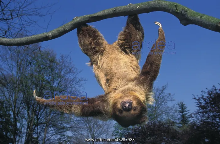 : Two toed sloth (Choloepus didactylus) hanging upside down fr : Two toed sloth (Choloepus didactylus) hanging upside down fr