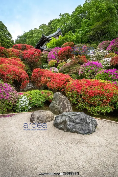 : Togakuin Temple, azalea in fulll blum, Tokyo, Japan : Togakuin Temple, azalea in fulll blum, Tokyo, Japan
