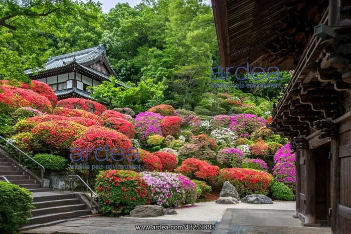  : Togakuin Temple, azalea in fulll blum Tokyo, Japan