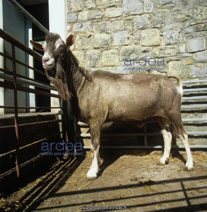 : Toggenburg billy goat : Toggenburg billy goat