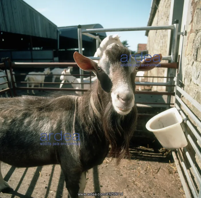 : Toggenburg billy goat : Toggenburg billy goat