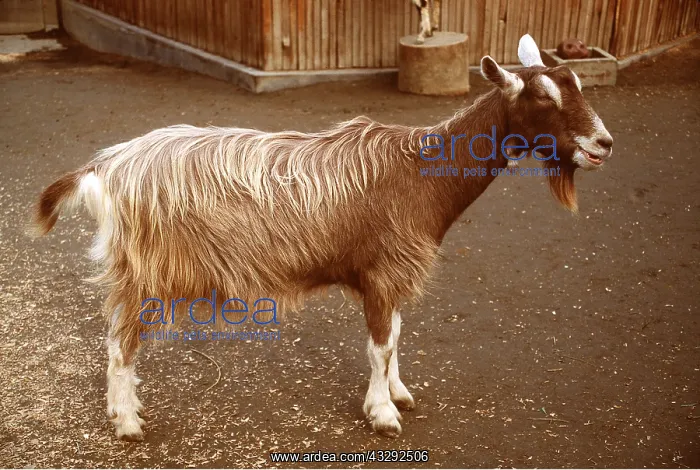 : TOGGENBURG GOAT - Domestic breed : TOGGENBURG GOAT - Domestic breed