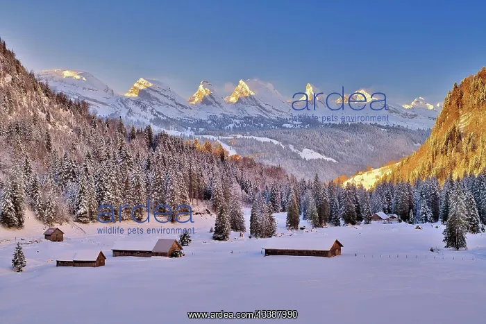 : Toggenburg in winter, view of Churfirsten at sunrise : Toggenburg in winter, view of Churfirsten at sunrise