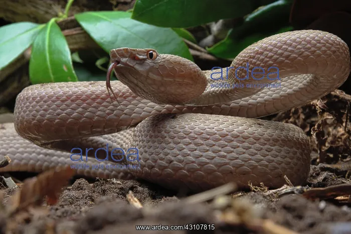 : Tokara Habu (Protobothrops tokarensis), endemic : Tokara Habu (Protobothrops tokarensis), endemic