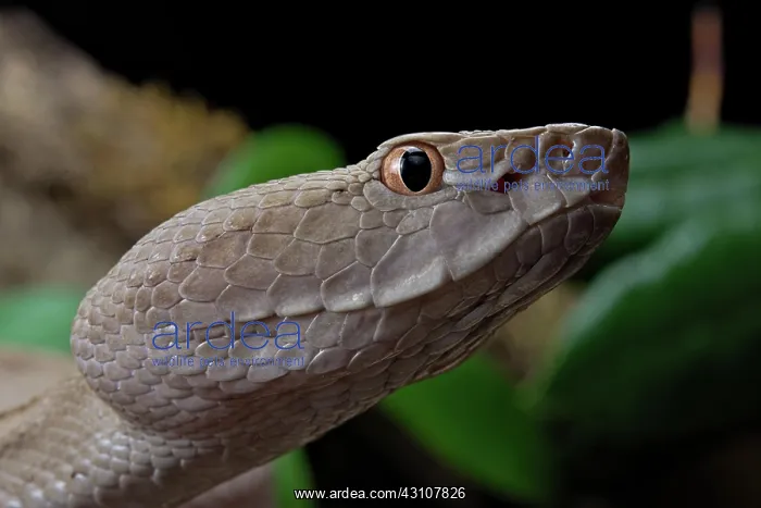 : Tokara Habu (Protobothrops tokarensis), endemic : Tokara Habu (Protobothrops tokarensis), endemic