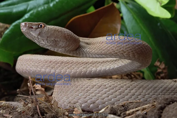: Tokara Habu (Protobothrops tokarensis), endemic : Tokara Habu (Protobothrops tokarensis), endemic