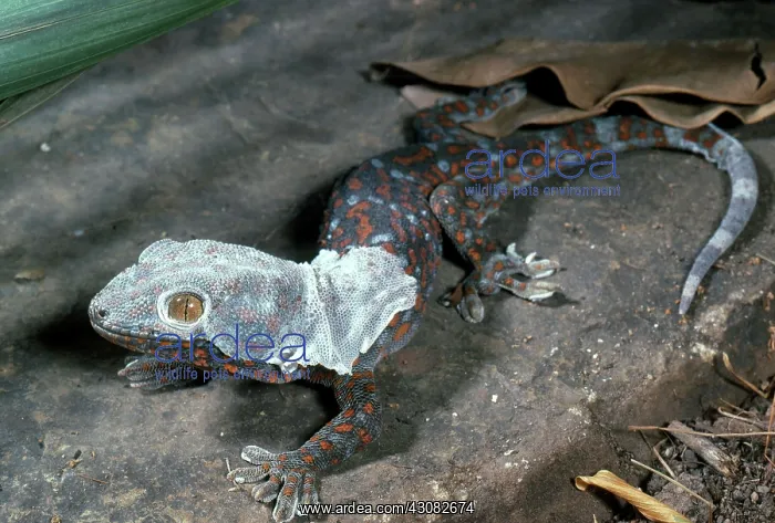 : Tokay Gecko : Tokay Gecko