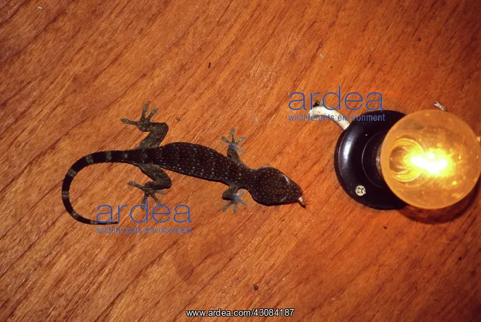 : Tokay Gecko : Tokay Gecko
