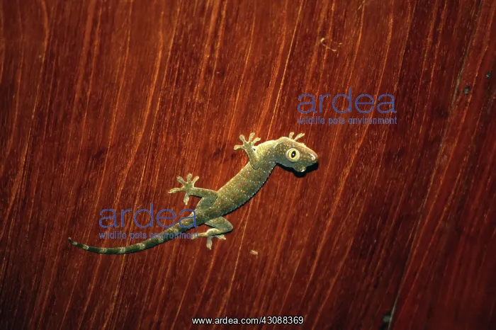 : Tokay Gecko : Tokay Gecko