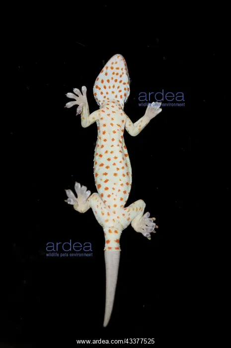 : Tokay Gecko : Tokay Gecko